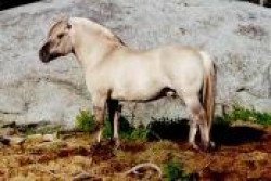 stallion MVF Karimann (Fjord Horse, 1989, from Karibu N.1886)