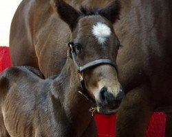 horse Hengst von We Miss Artie xx (Thoroughbred, 2019, from We Miss Artie xx)