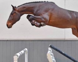 jumper Delvaux van't Prinsenveld Z (Zangersheide riding horse, 2015, from Darco)