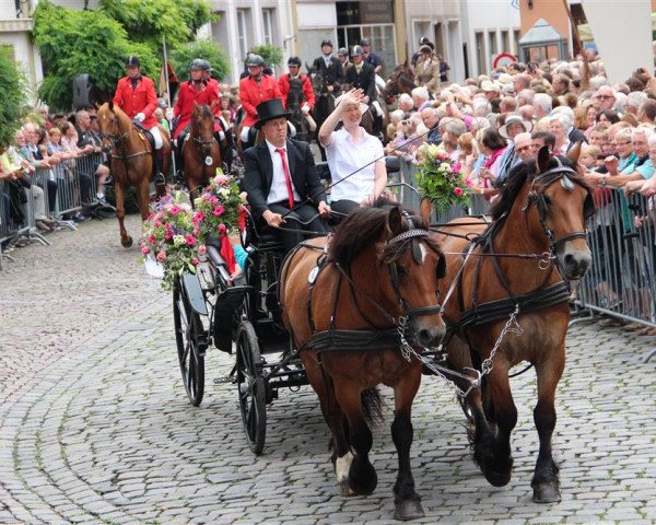 Pferd Hauke / Hektor (Rheinisch-Deutsches Kaltblut, 2009, von Helmut)