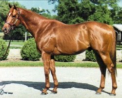 stallion Carson City xx (Thoroughbred, 1987, from Mr. Prospector xx)