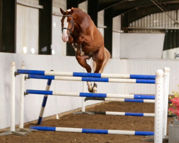 stallion Quint Vh Maarlo Z (Belgian Warmblood, 2010, from Quidam de Revel)