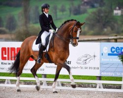 dressage horse Dolario (Oldenburg, 2004, from Don Larino 171 FIN)