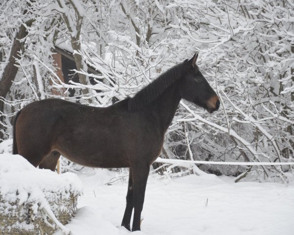 horse Up Date Rizikó (Hungarian Warmblood, 2016, from Up Date)