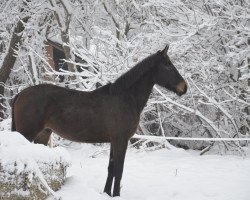 horse Up Date Rizikó (Ungarisches Warmblut, 2016, from Up Date)