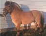 stallion YRF Trygve (Fjord Horse, 2010, from Wood's Sven)