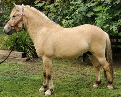 horse SCF Vegard (Fjord Horse, 2018, from Smedsmo Gråen N-96-2695)