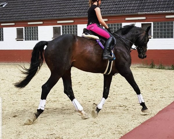 dressage horse Wallie (KWPN (Royal Dutch Sporthorse), 2003, from Rousseau)