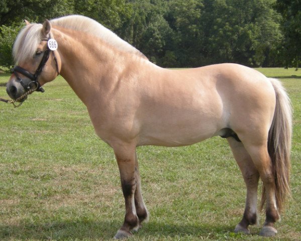 Deckhengst Peppertree Farms Karolina King (Fjordpferd, 2003, von BDF Kanada King)