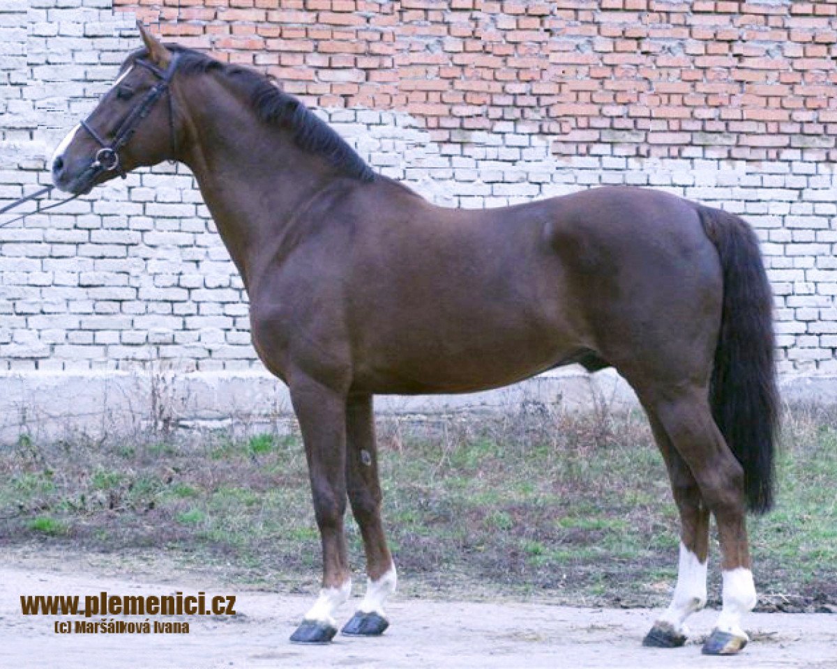 Deckhengst Cascavello (Holsteiner, 1990, von Carolus I)