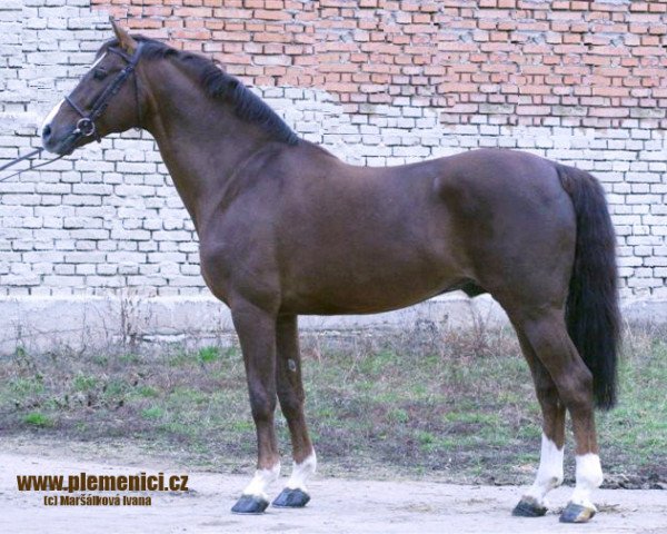 stallion Cascavello (Holsteiner, 1990, from Carolus I)
