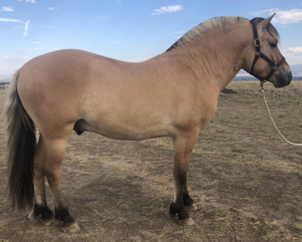 stallion Landsdrop NYX (Fjord Horse, 2018, from Bastian vom Oderhaff)