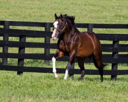 stallion Freud xx (Thoroughbred, 1998, from Storm Cat xx)