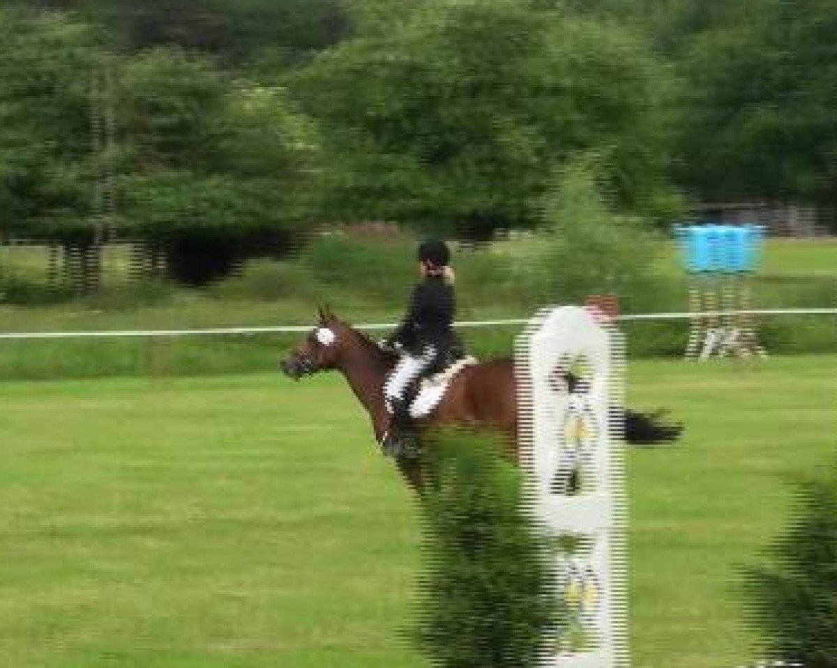 broodmare Prinzess Royal (Westphalian,  , from Folklore)
