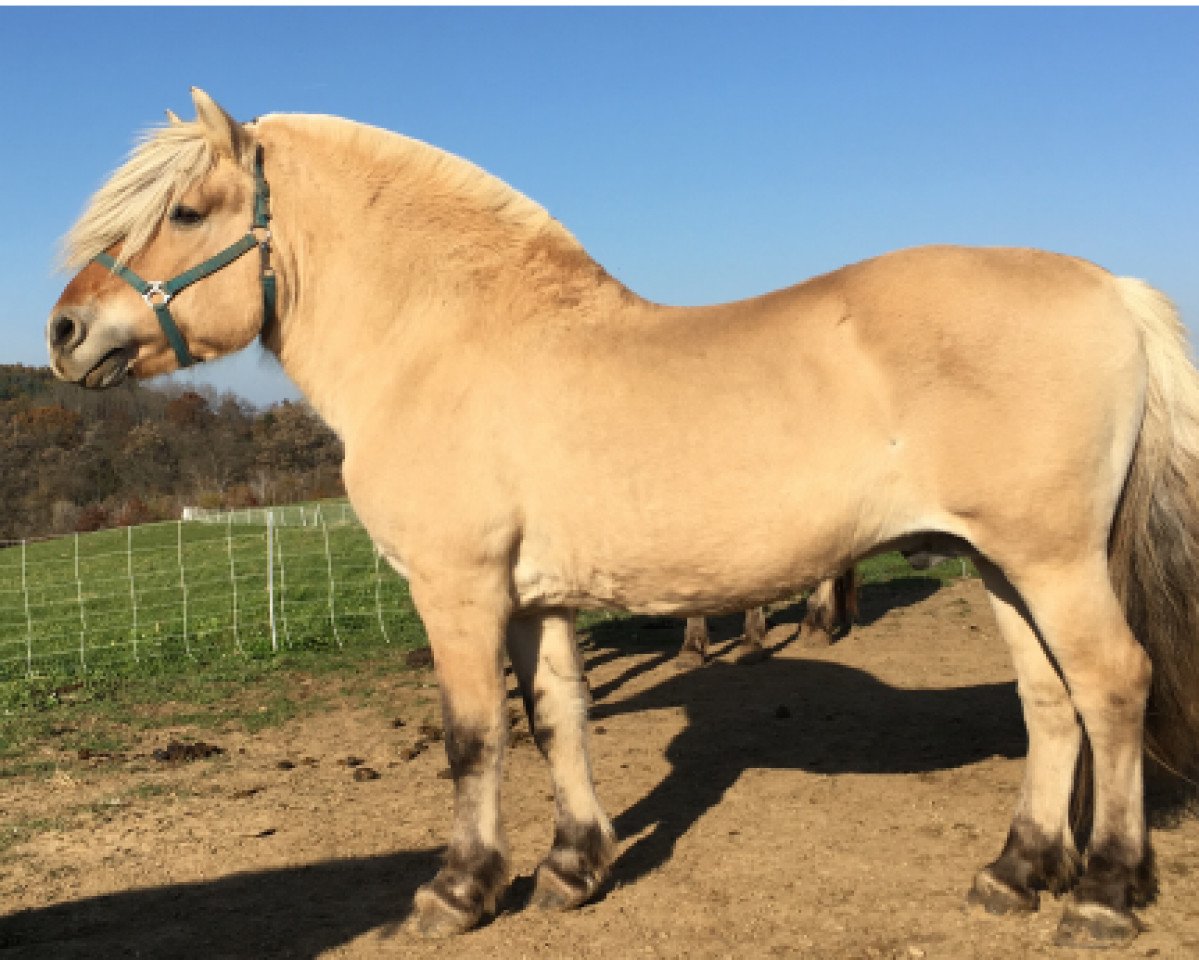 stallion Fair Acres Ole (Fjord Horse, 1995, from Anvil's Steinfinn)