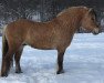 stallion 1DR Ragnvald (Fjord Horse, 2012, from Valea's Vesle)