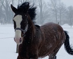 Springpferd Wallach von Stakkato’s Golden x Coronas (Oldenburger Springpferd, 2019, von Stakkato's Golden)