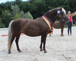 broodmare Best-May von Clus (German Classic Pony, 2008, from KC Coyne Connection)