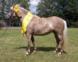 broodmare Heideblüte von Clus (German Classic Pony, 2014, from Janko Boy vom Schedetal)