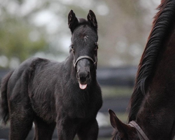 Pferd Stute von Midnight Storm xx (Englisches Vollblut, 2019, von Midnight Storm xx)