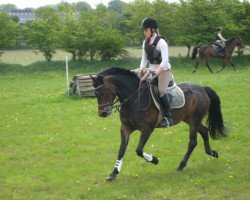 broodmare Gelantin (New Forest Pony, 1998, from Midas)