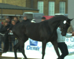 jumper Trotha (Trakehner, 2014, from Tarison)