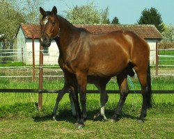 Pferd Neretva (Trakehner, 1998, von Tanzmeister I)