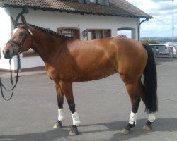 broodmare Nobless (Trakehner, 2009, from Goldschmidt)