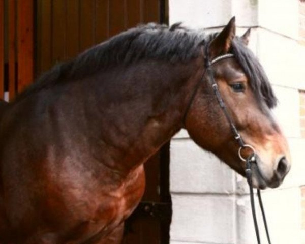 stallion Harry (Rhenish-German Cold-Blood, 2013, from Heidjer II)