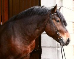 stallion Harry (Rhenish-German Cold-Blood, 2013, from Heidjer II)