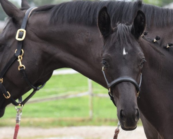 dressage horse Salvador (Trakehner, 2020, from Speedway 7)