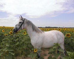 broodmare Quite Kandice (German Sport Horse, 2007, from Quite Capitol)