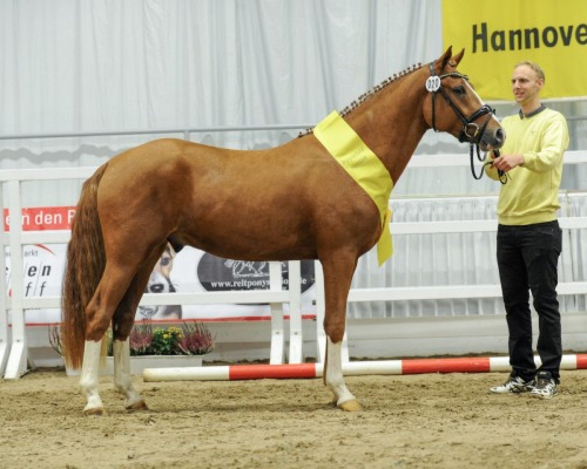Deckhengst Dallmayr K (Deutsches Reitpony, 2015, von Dimensional)