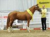 stallion Dallmayr K (German Riding Pony, 2015, from Dimensional)