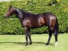 stallion Lawman xx (Thoroughbred, 2004, from Invincible Spirit xx)