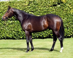 stallion Lawman xx (Thoroughbred, 2004, from Invincible Spirit xx)