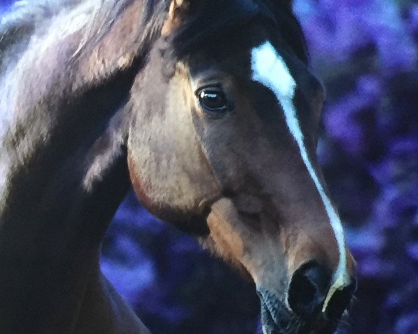 broodmare Roxana (Hanoverian, 2002, from Rabino)