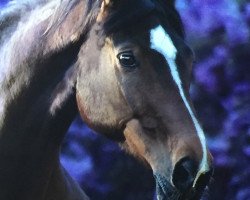 broodmare Roxana (Hanoverian, 2002, from Rabino)