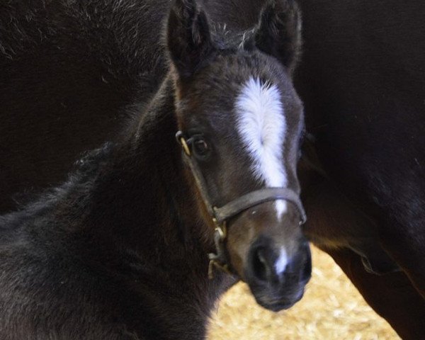 horse Stute von Kitten´s Joy xx (Thoroughbred, 2019, from Kitten's Joy xx)