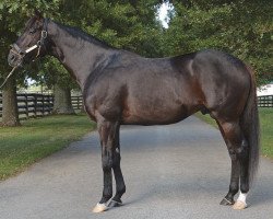 stallion We Miss Artie xx (Thoroughbred, 2011, from Artie Schiller xx)