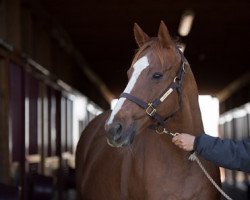 broodmare Stage Magic xx (Thoroughbred, 2007, from Ghostzapper xx)