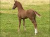 jumper Hickstador (Westphalian, 2021, from Hickstead White)