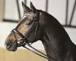 stallion Tannenhof’s Solero TSF (Trakehner, 1993, from Hyllos)