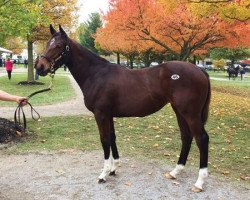 horse Himiko xx (Thoroughbred, 2017, from American Pharoah xx)