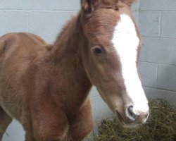 Pferd Stute von California Chrome xx (Englisches Vollblut, 2019, von California Chrome xx)