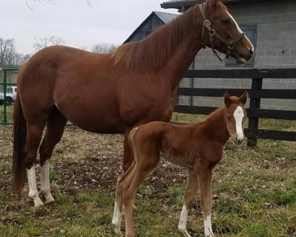 broodmare Ms. Bubbette xx (Thoroughbred, 2012, from Tiz Wonderful xx)