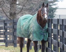 stallion A. P. Indy xx (Thoroughbred, 1989, from Seattle Slew xx)