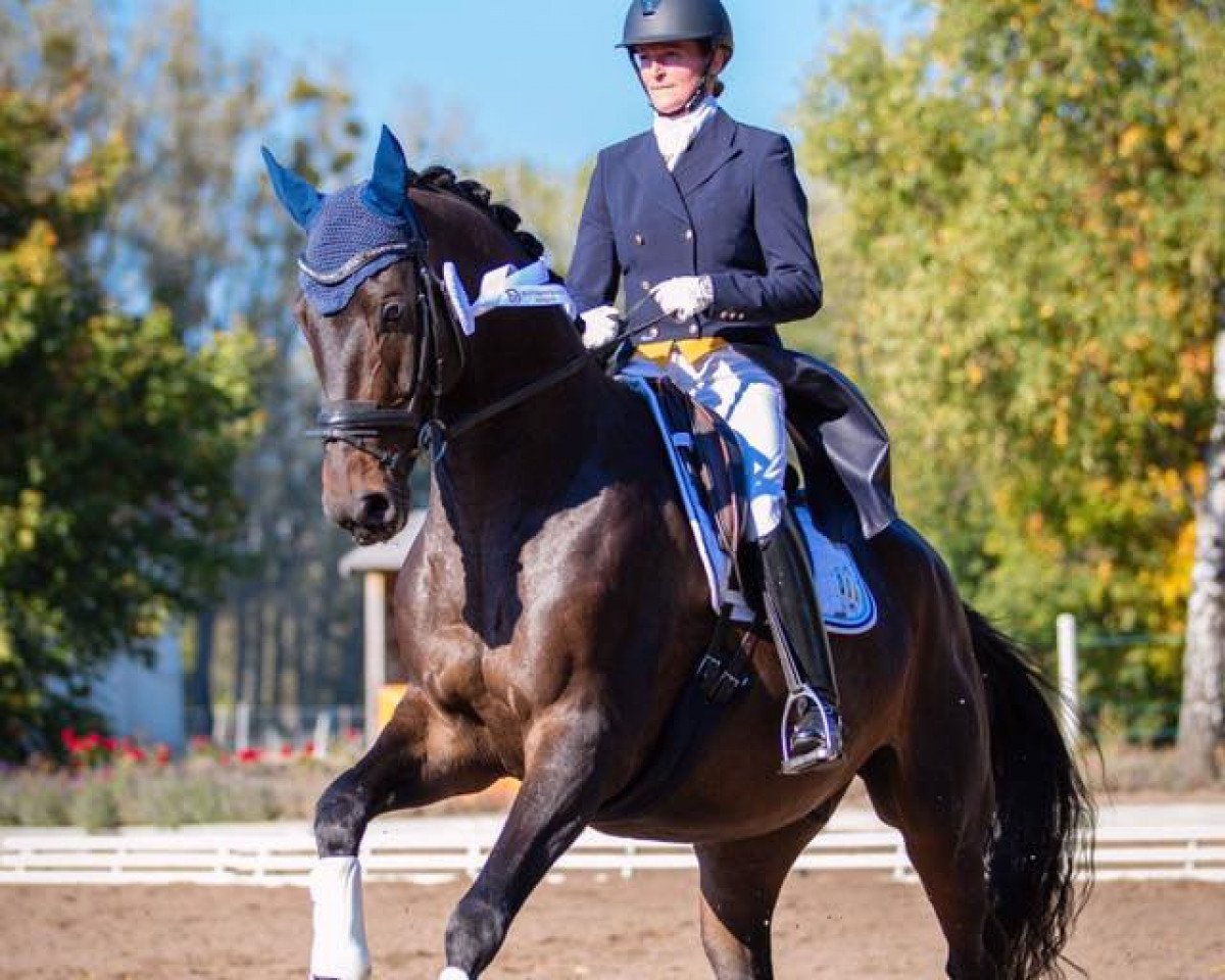 dressage horse Brancusi TSF (Trakehner, 2009, from Kaiserdom)