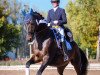 dressage horse Brancusi TSF (Trakehner, 2009, from Kaiserdom)