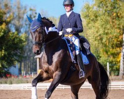 dressage horse Brancusi TSF (Trakehner, 2009, from Kaiserdom)